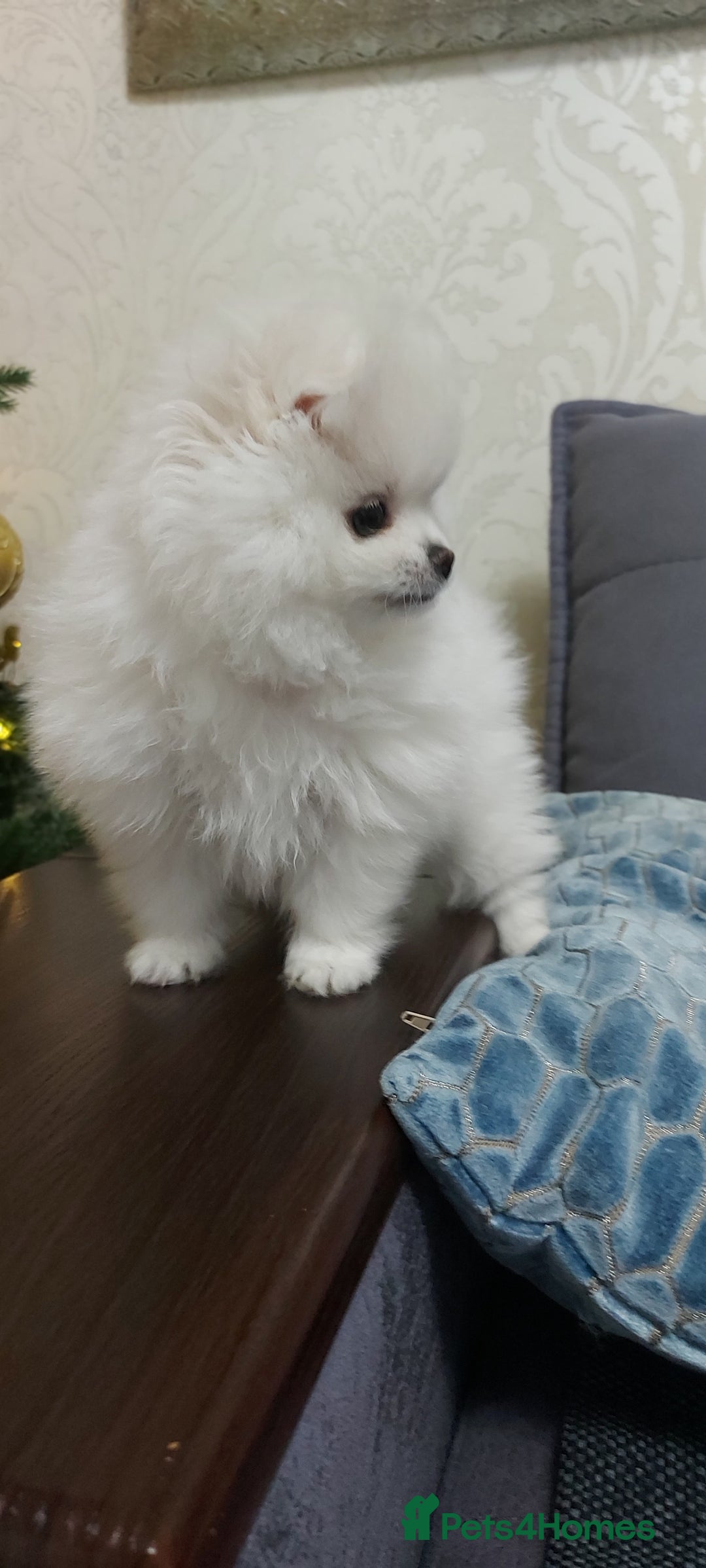 Pomeranian dogs for sale: Russian baby pomeranian(only one girls left) 💕💝  - Advert 13