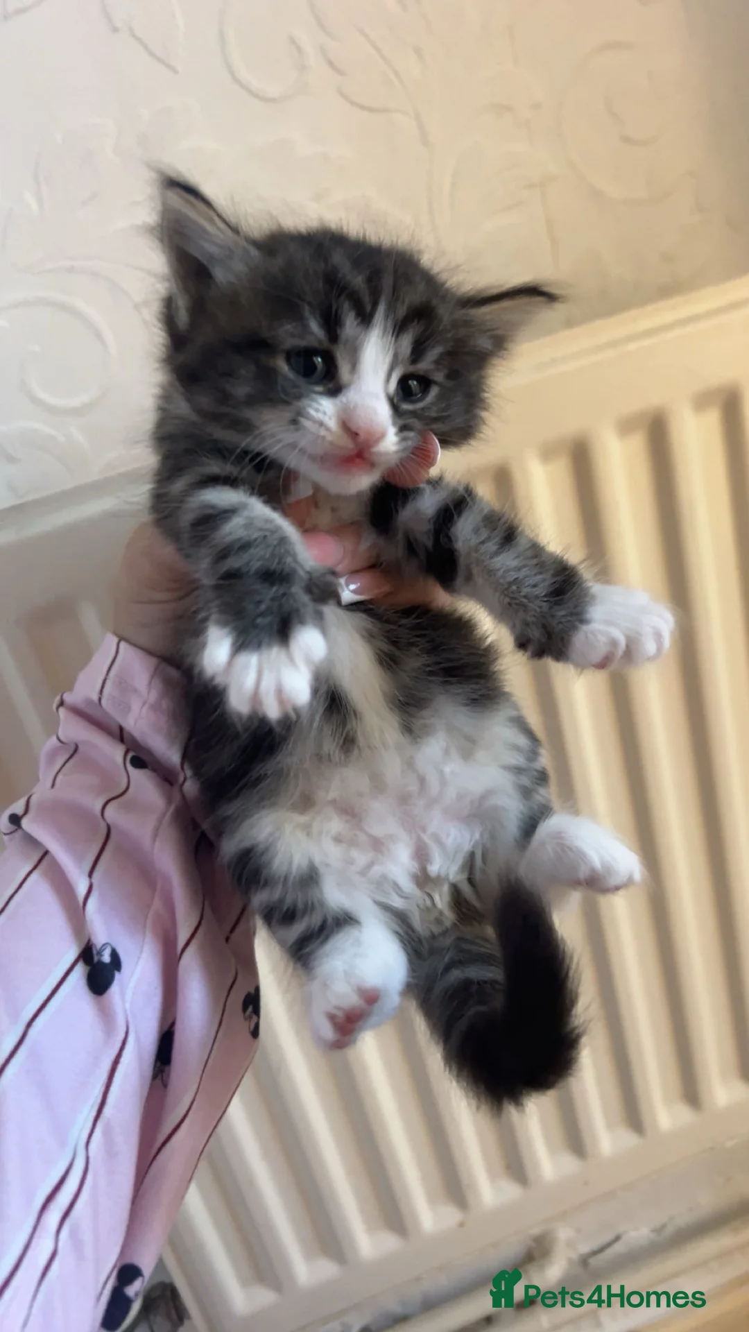 Perdoll cats for sale: Beautiful perdoll babies ❤️ - Advert 10