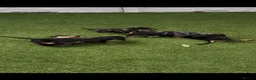 Miniature Dachshund dogs for sale: Miniature dachshund  - Advert 4