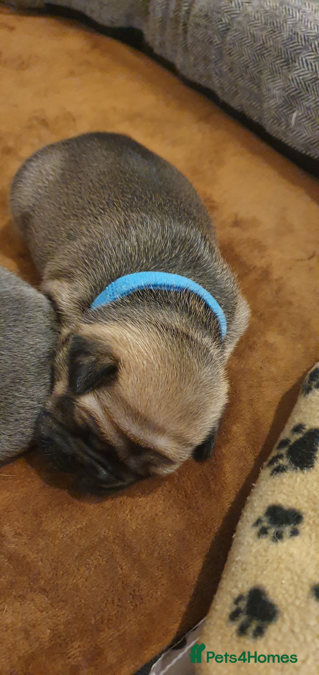 French Bulldog dogs for sale: 4 Chunky Male French Bulldogs - Image 2