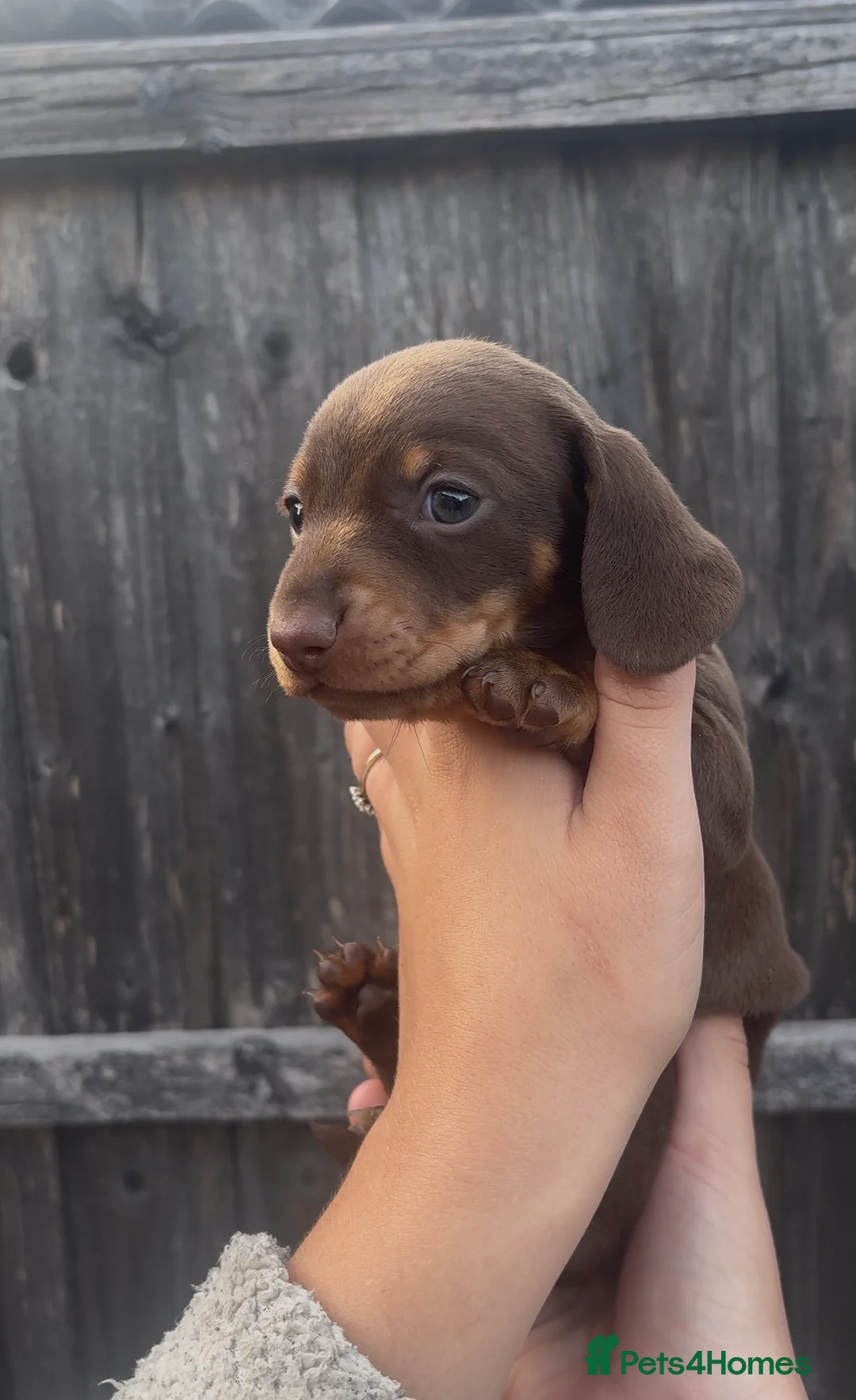 Miniature Dachshund dogs for sale: Miniature dachshund puppies ❤️ - Advert 2