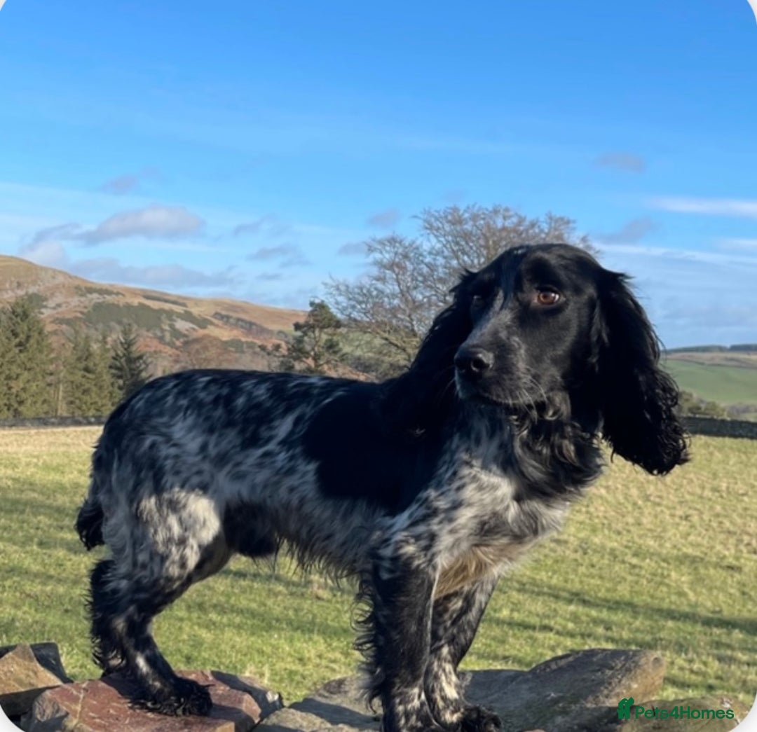 Cocker Spaniel dogs for stud: KC Registered Working Blue Roan Cocker Spaniel  - Advert 3
