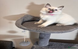 Ragdoll cats for sale: All Rehomed Thankyou  - Image 6
