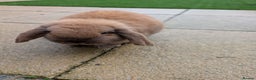 Mini Lop rabbits for sale: Bonded Pair of Mini Lop Males – 9 Months Old - Advert 16