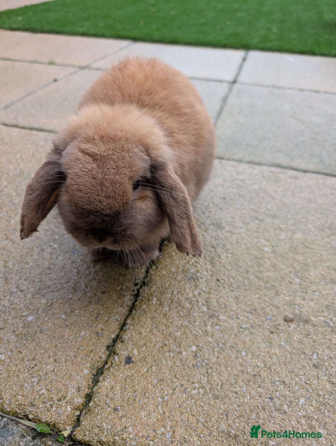 Mini Lop rabbits for sale: Bonded Pair of Mini Lop Males – 9 Months Old - Advert 16