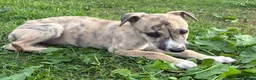 Mixed Breed dogs for sale: Lurcher pups for sale  - Advert 6