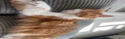 Maine Coon cats for sale: Half Maine coon kittens unique calico markings  - Advert 5