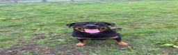 Rottweiler dogs for stud: KC REGISTERED ROTTWEILER in Worcester - Advert 6