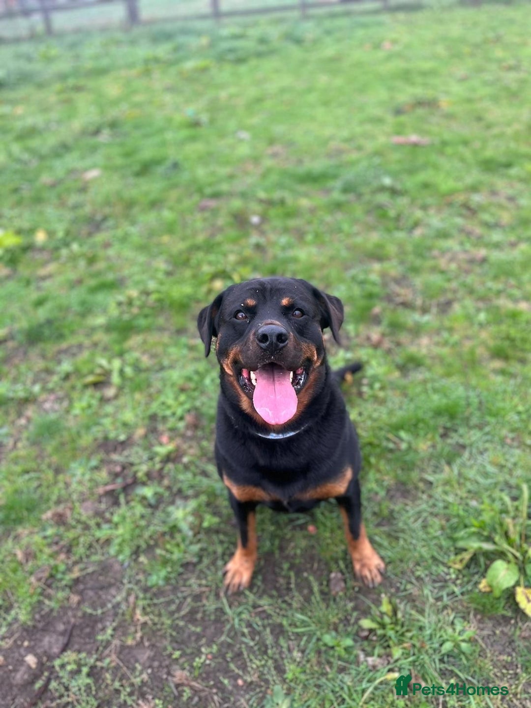 Rottweiler dogs for stud: KC REGISTERED ROTTWEILER in Worcester - Advert 6