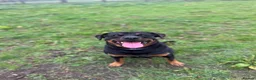 Rottweiler dogs for stud: KC REGISTERED ROTTWEILER in Worcester - Advert 6