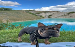 French Bulldog dogs for stud:  **  French Bulldog Stud - Image 5