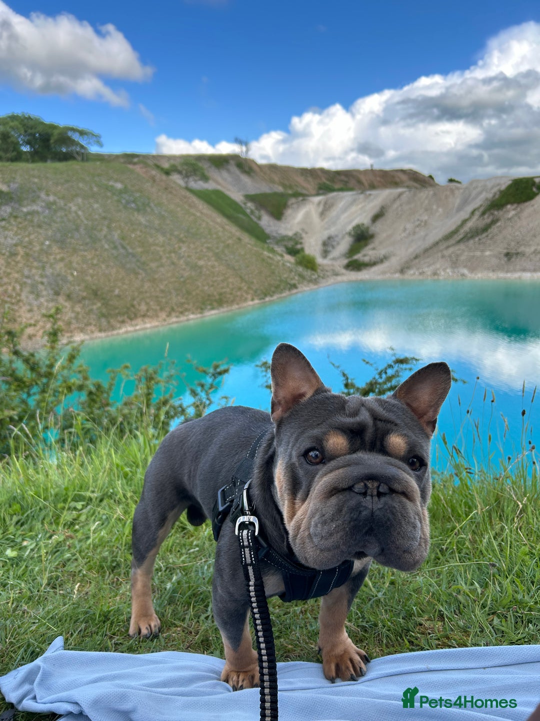 French Bulldog dogs for stud:  **  French Bulldog Stud - Image 5