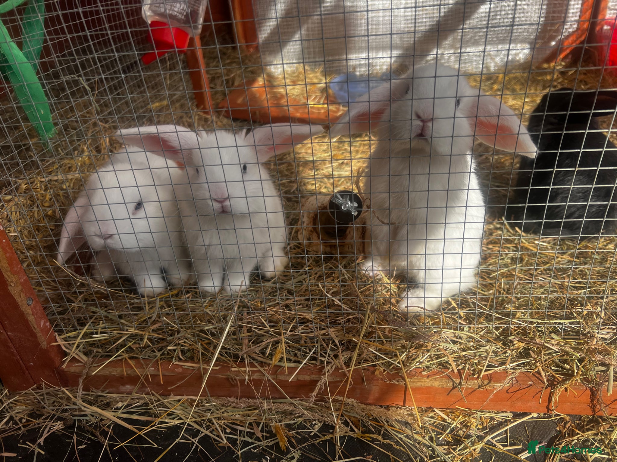 English Lop rabbits  READY NOW beautiful friendly lop babies  - Advert 5