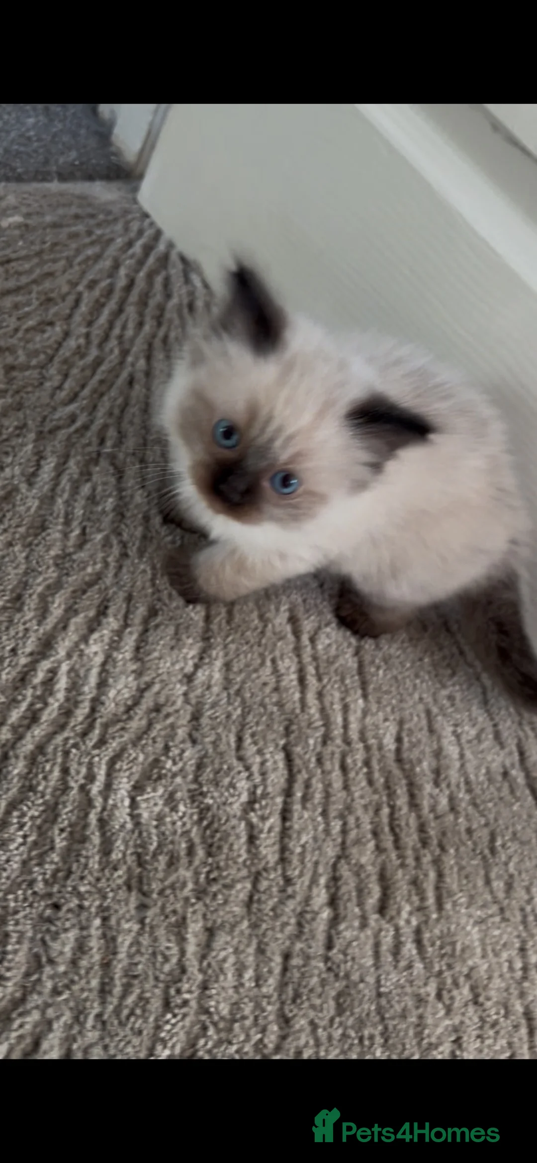Ragdoll cats for sale: Beautiful female Ragdolls  - Advert 13