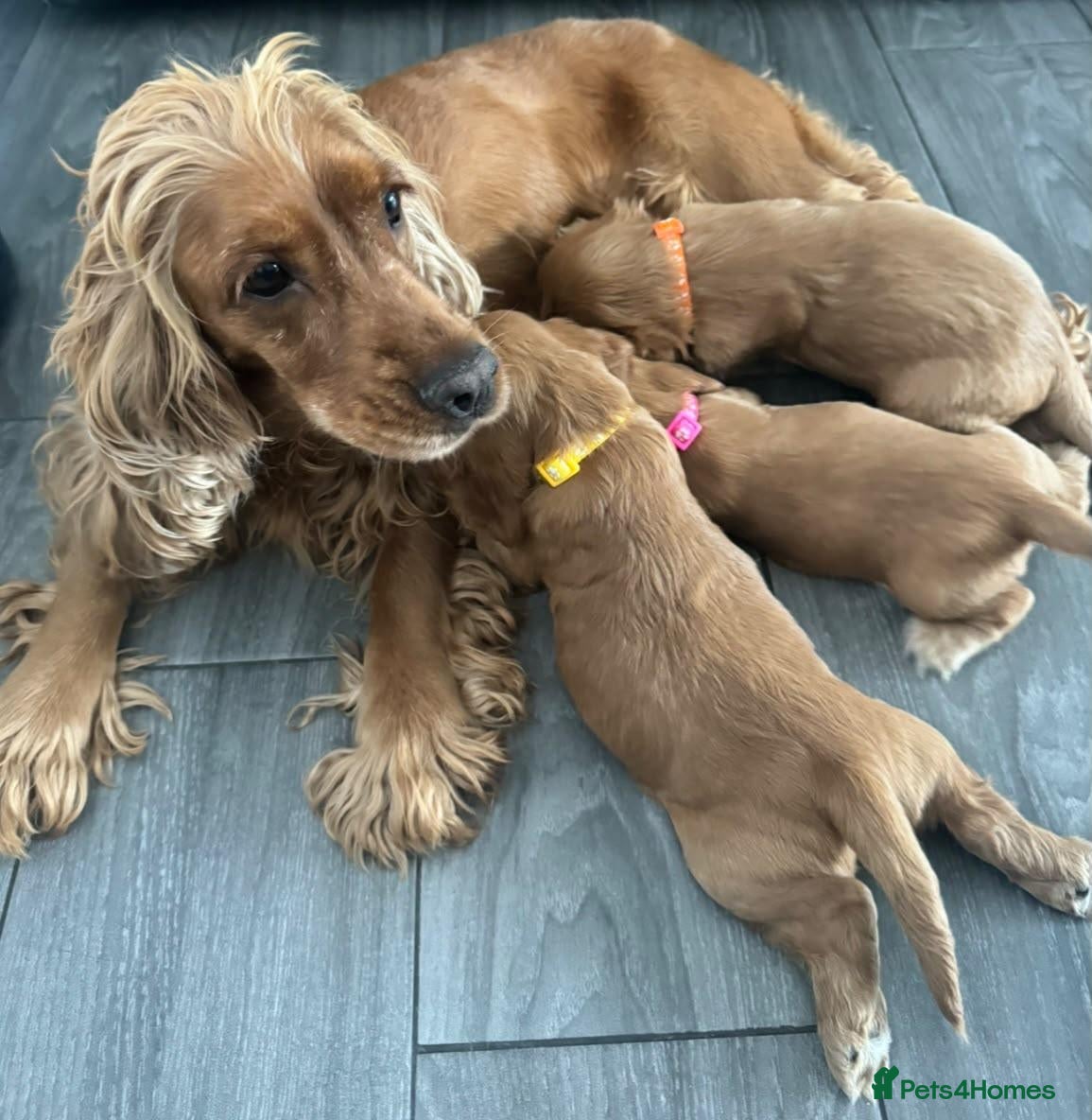 Cocker Spaniel dogs Superb show type cocker spaniel puppies  - Advert 1