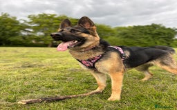 German Shepherd dogs for sale: 8x German Shepherd Puppies - Image 11