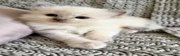 Ragdoll cats for sale: Ragdoll kittens in Blackburn - Advert 17