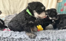 Miniature Schnauzer dogs for sale: Superb mini schnauzer, extensively health tested - Image 6