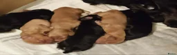 Cocker Spaniel dogs for sale: Working Cocker spaniel  - Advert 3