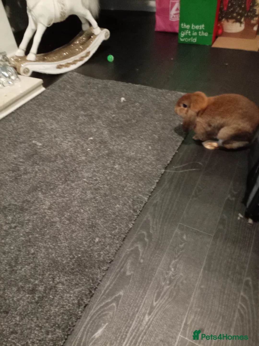 Mixed Breed rabbits for sale: Rabbits - Advert 3