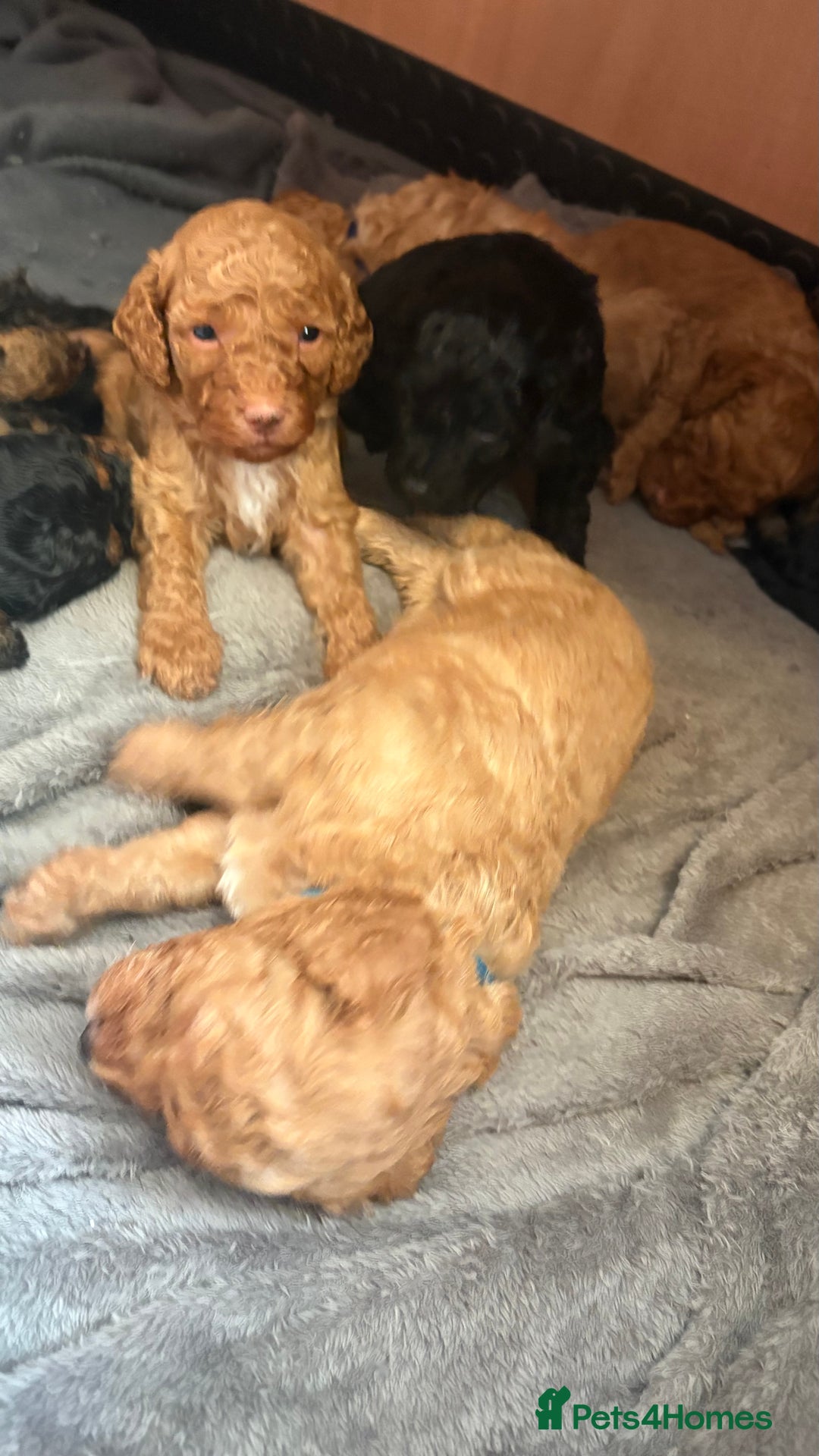 Cockapoo dogs for sale: F1b cockapoos  - Advert 19