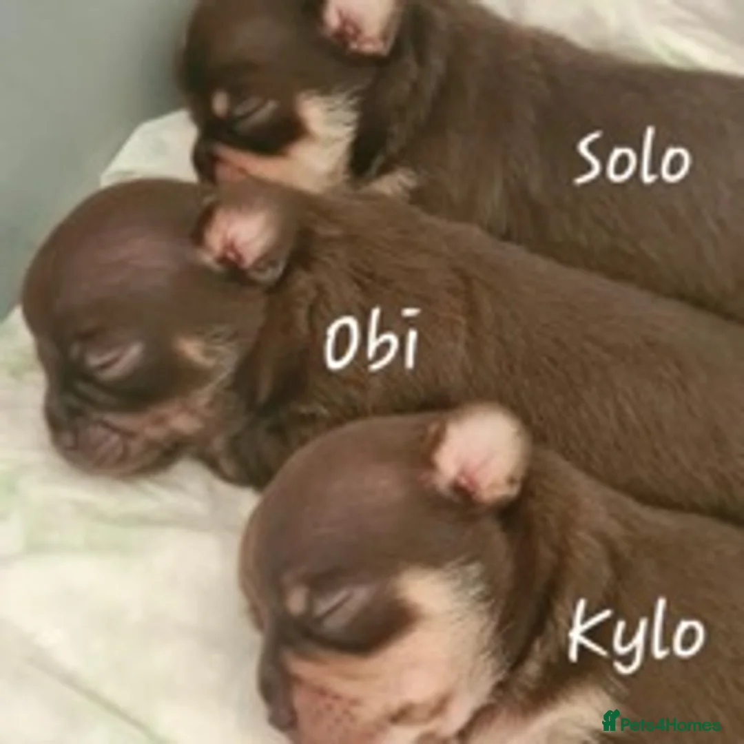 Chihuahua dogs for stud: small chihuahua stud only not for sale! chihuahua in Bury Saint Edmunds - Advert 5