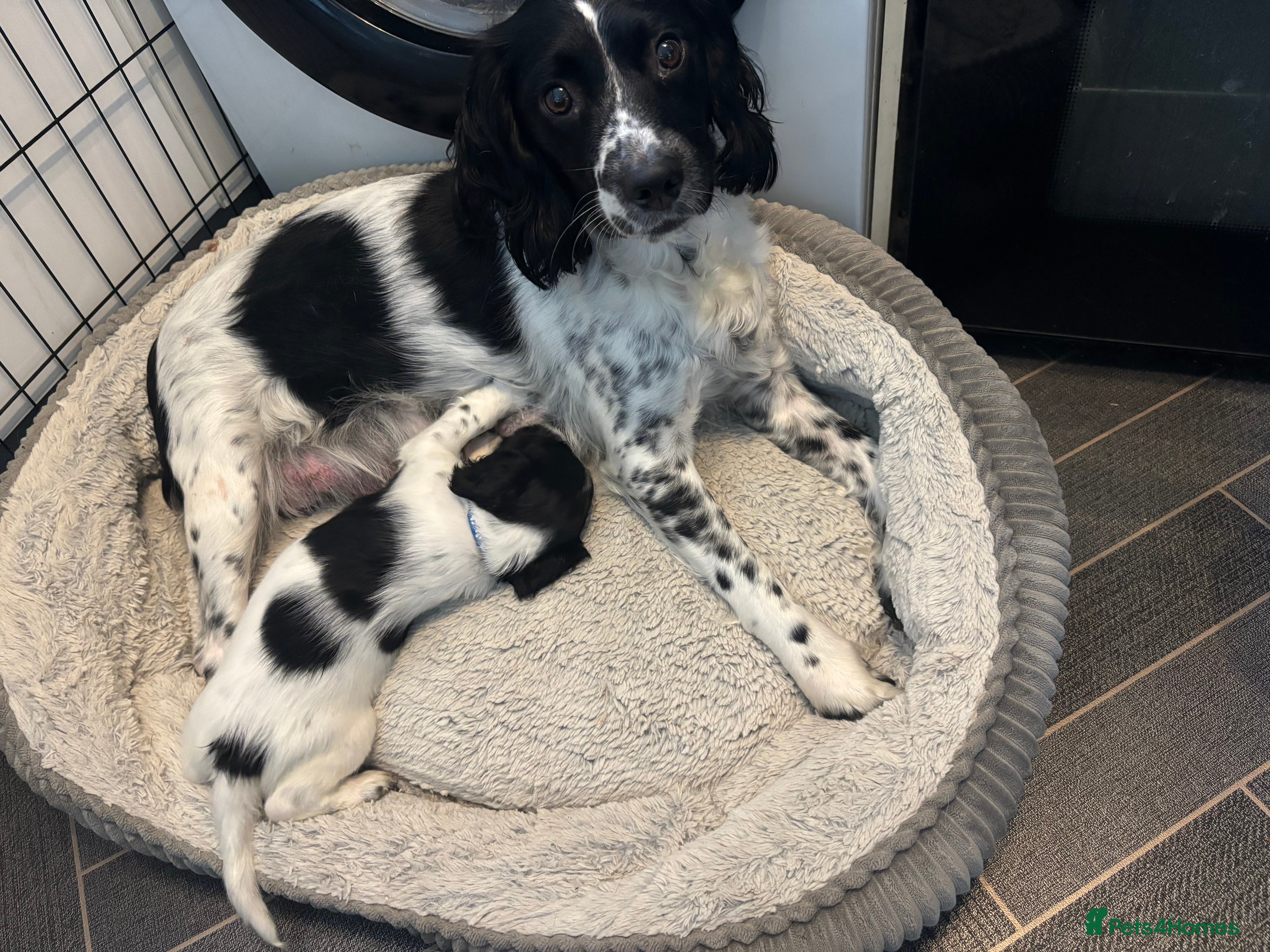 English Springer Spaniel dogs Shadow’s Puppies. Only 1 handsome boy left - Advert 2
