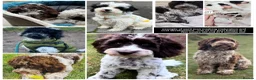 Cockapoo dogs for sale: 3 girl 2 boys May babies (July Home Time) - Advert 8