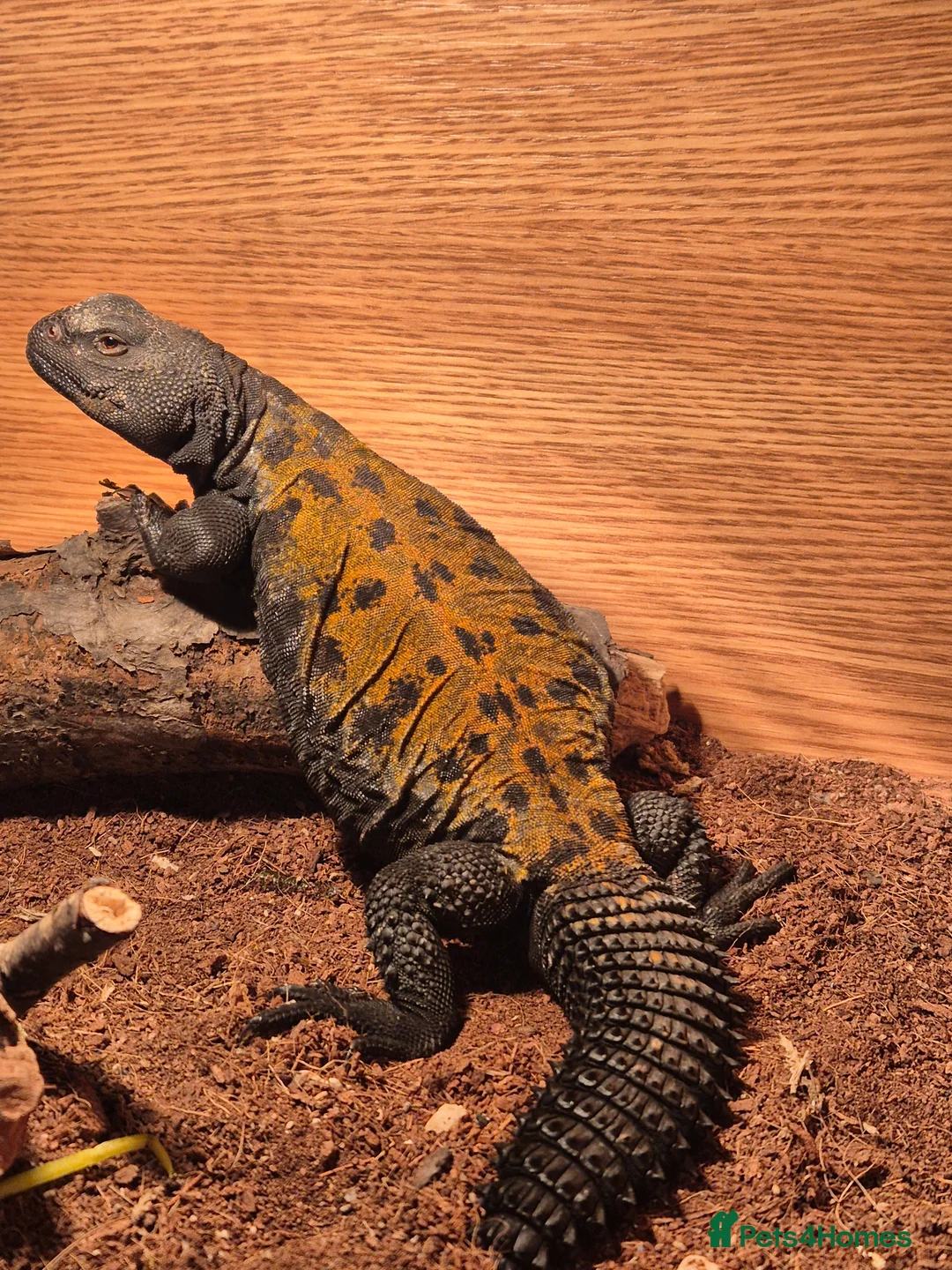 Lizard reptiles for sale: Red banded uromastyx  - Advert 1