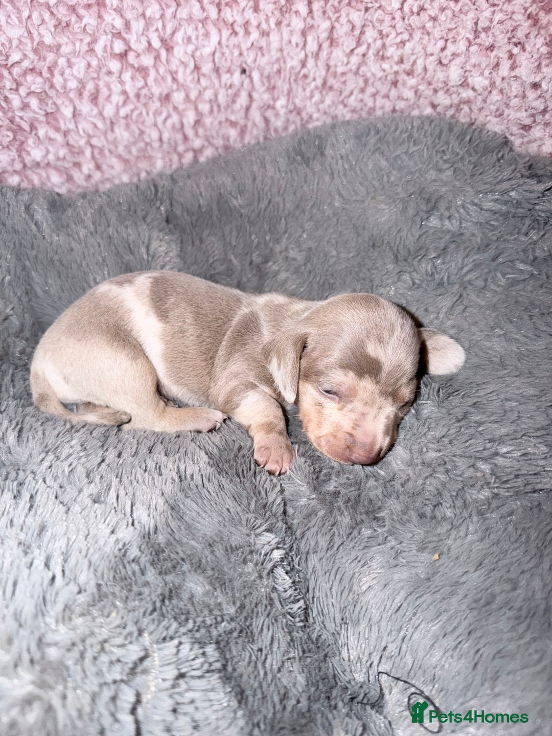 Miniature Dachshund dogs for sale: Stunning kc reg miniature dachshund puppies - Advert 6