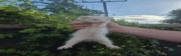 Ferret rodents for sale: 💚 Adorable well handled baby ferrets available 💚 - Advert 3