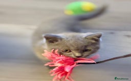 British Shorthair cats for sale: GCCF Chunky British Shorthair Kittens - Image 12