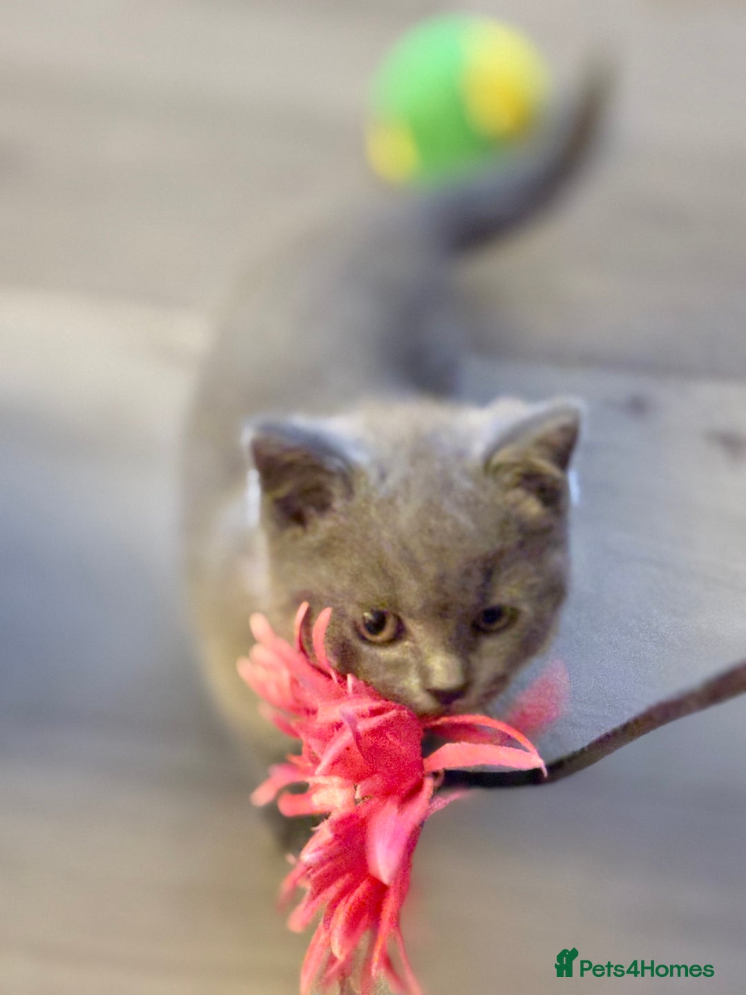 British Shorthair cats for sale: GCCF Chunky British Shorthair Kittens - Image 12