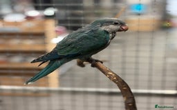 Parakeets birds for sale: 🩷 Super Tame hand reared Quaker🩷 - Image 5