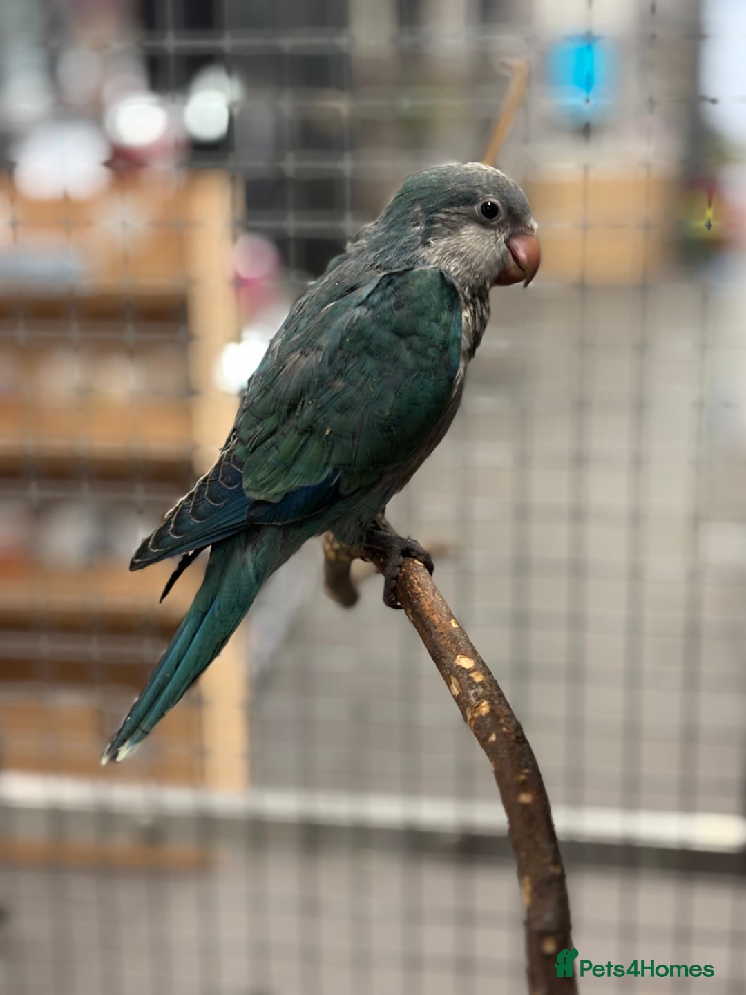 Parakeets birds for sale: 🩷 Super Tame hand reared Quaker🩷 - Image 5