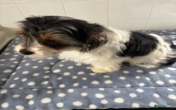 Biewer Terrier dogs for sale: Biewer Terrier female  - Image 1