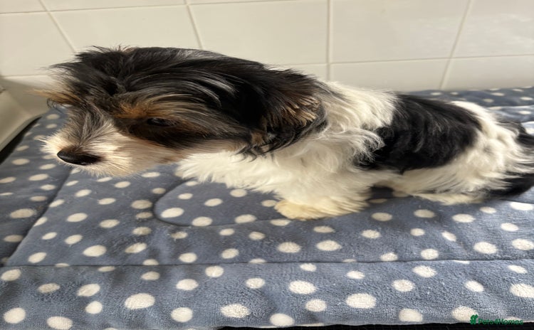 Biewer Terrier dogs - Advert 12