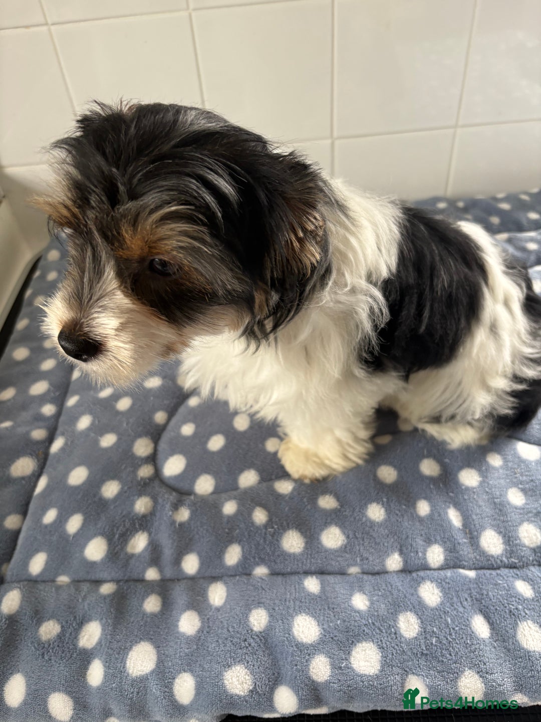 Biewer Terrier dogs for sale: Biewer Terrier female  - Image 1