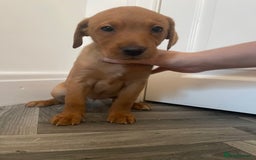 Labrador Retriever dogs for sale: Red Fox Labrador Puppies  - Image 5