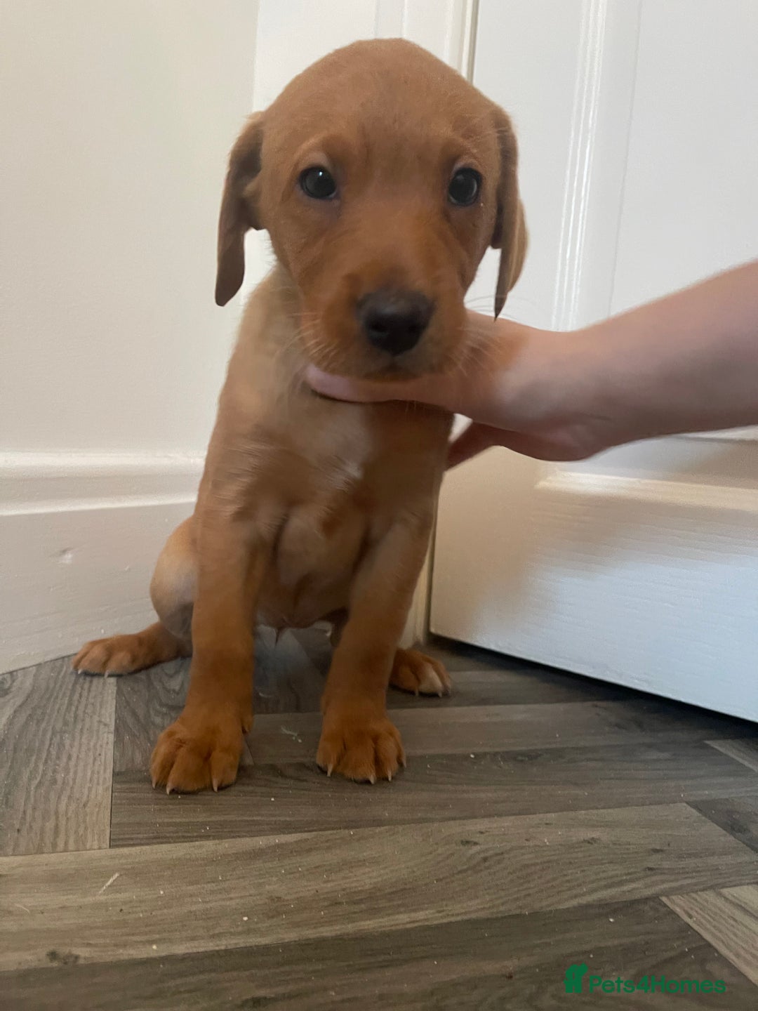 Labrador Retriever dogs for sale: Red Fox Labrador Puppies  - Image 5