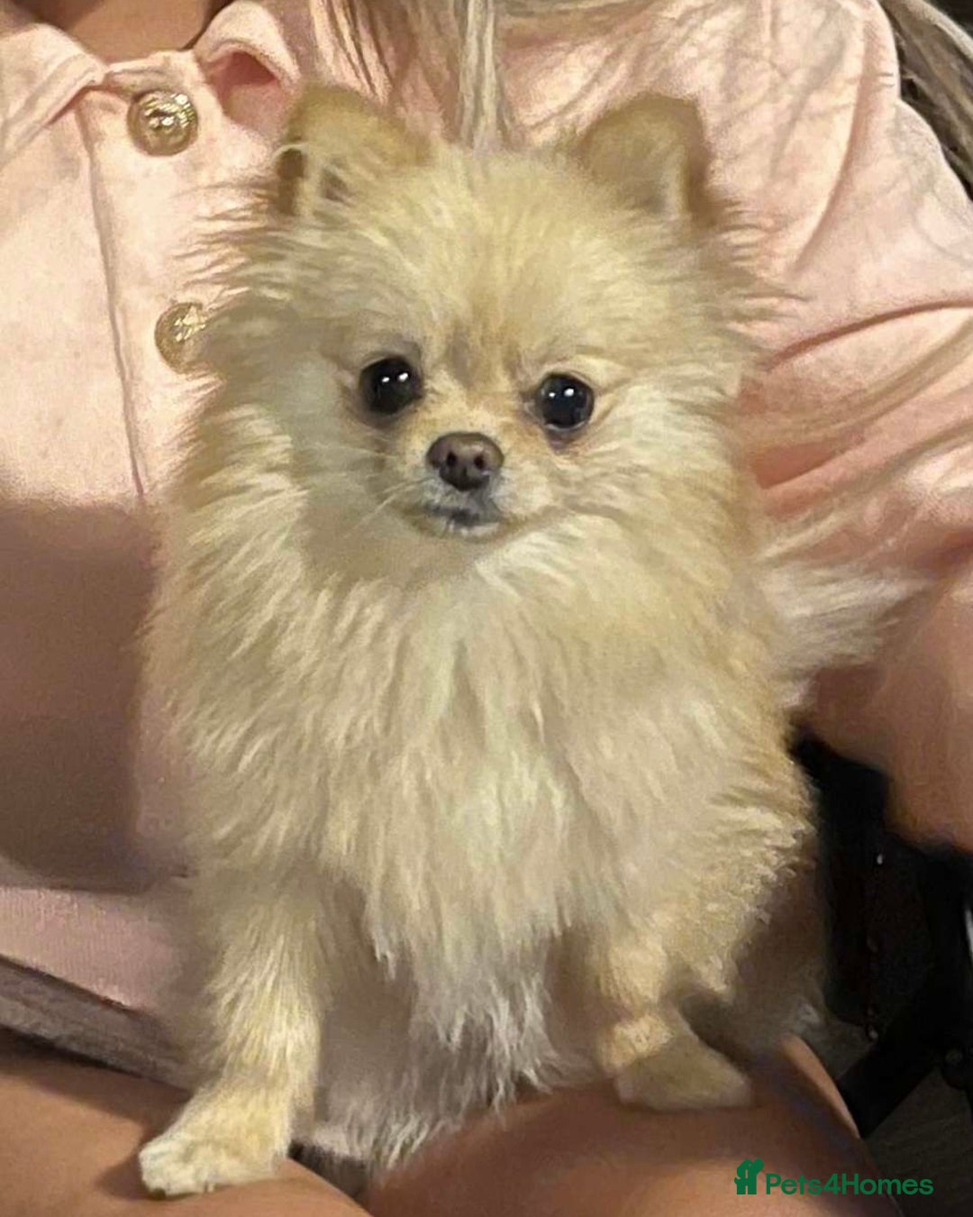 Pomeranian dogs for sale: KC Registered Cream Pomeranian Girl - Image 6