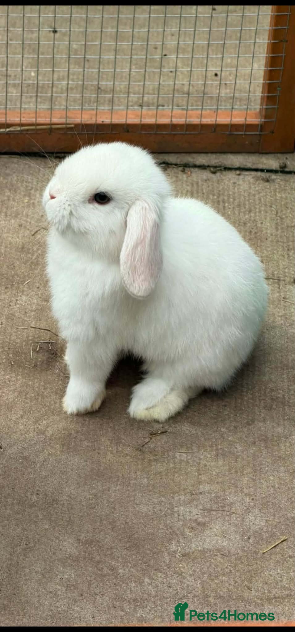 Mini Lop rabbits Beautiful Mini Lops 6 weeks Ready to Reserve Now - Advert 2