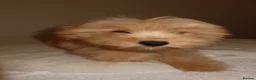 Pomapoo dogs for sale: Pompoo puppies  - Advert 11
