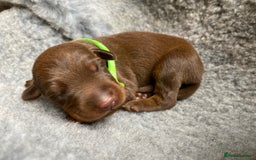 Dobermann dogs for sale: KC REGISTERED DOBERMAN PUPS - Image 14