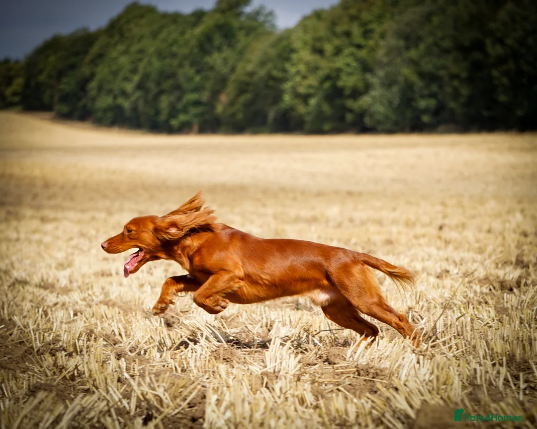 Cocker Spaniel dogs for stud: Stunning Proven Working Cocker Spaniel at Stud in Melton Mowbray - Advert 4