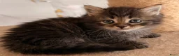 Siberian cats for sale: New imported lines Siberian kittens - Advert 8