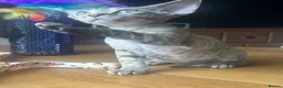 Devon Rex cats for sale:  Pedigree Devon Rex Kittens. Pet Homes Only  - Advert 11