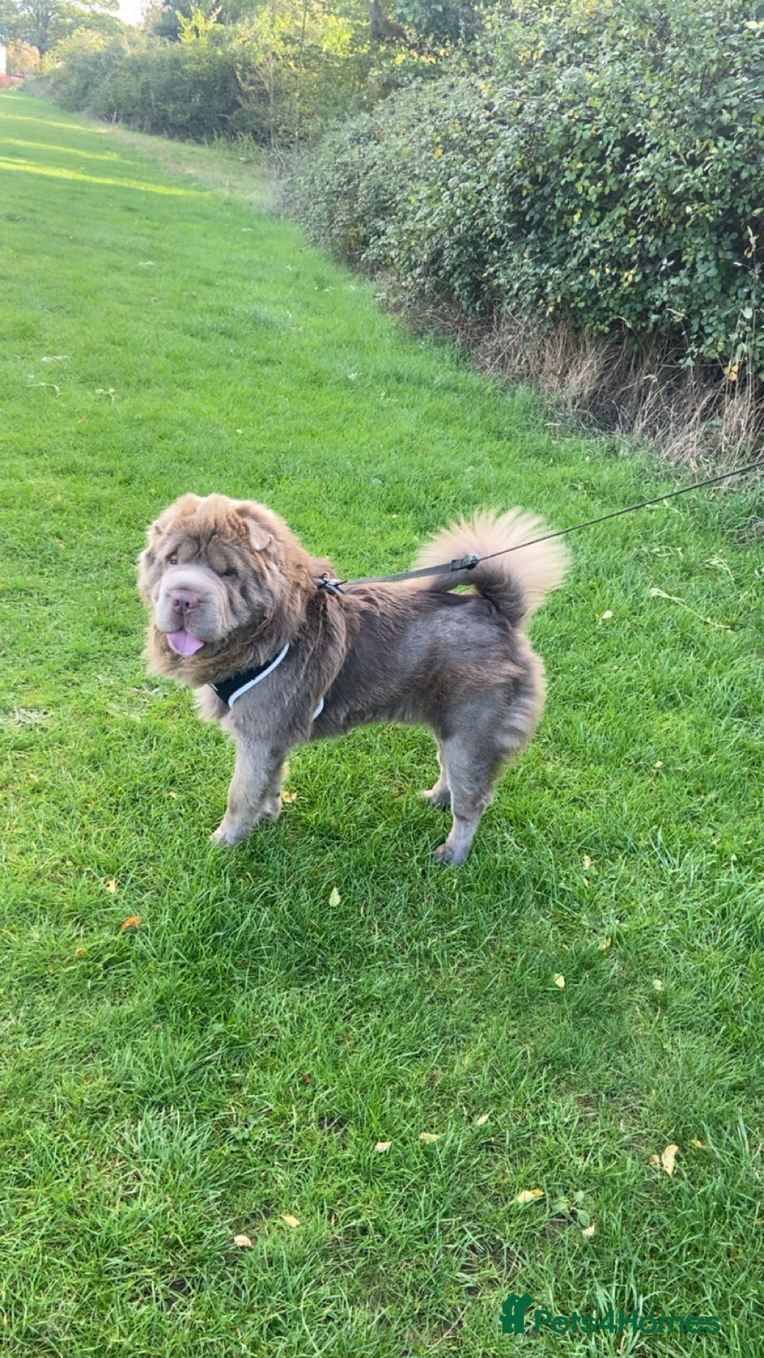 Shar Pei dogs for sale: Lilac bear coat Shar pei for sale  - Image 4