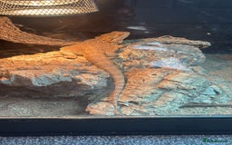 Bearded Dragon reptiles for sale: Bearded dragon  - Advert 6