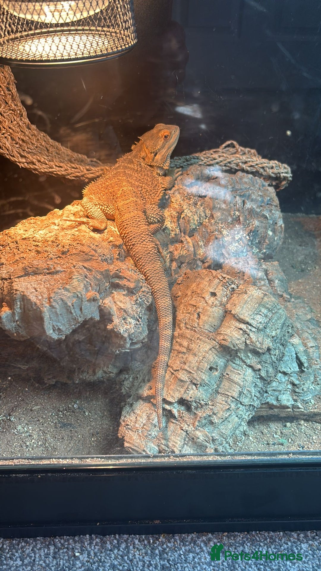 Bearded Dragon reptiles for sale: Bearded dragon  - Advert 6